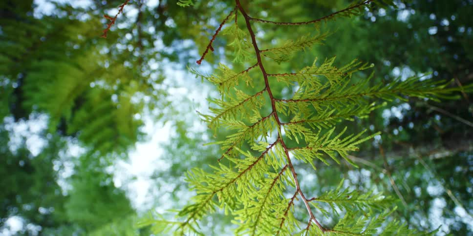 Bright green leaves and needles of trees with blue sky and sunlight