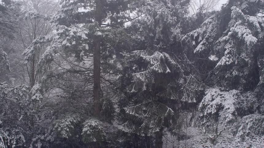 Snow falls from the sky on tall green fir trees