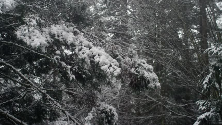 A snowy day in wooded area depicted in black and white