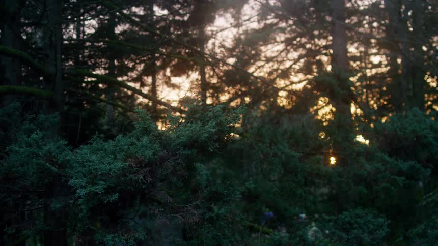 The sun is setting in the forest