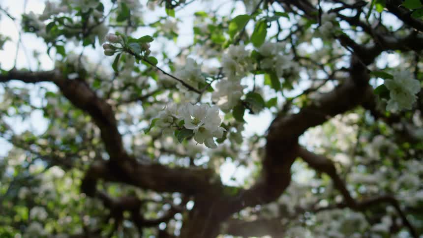 Small white flowers grow on the branches of a tree