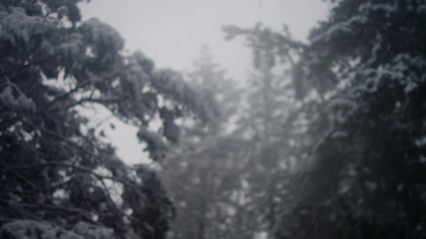 Its snowing in a forest area