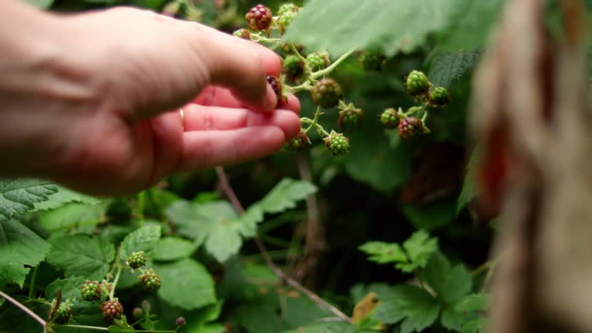 Person picks blackberry from bush