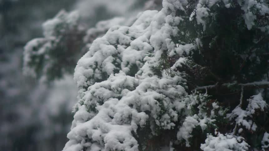 Its snowing in the forest