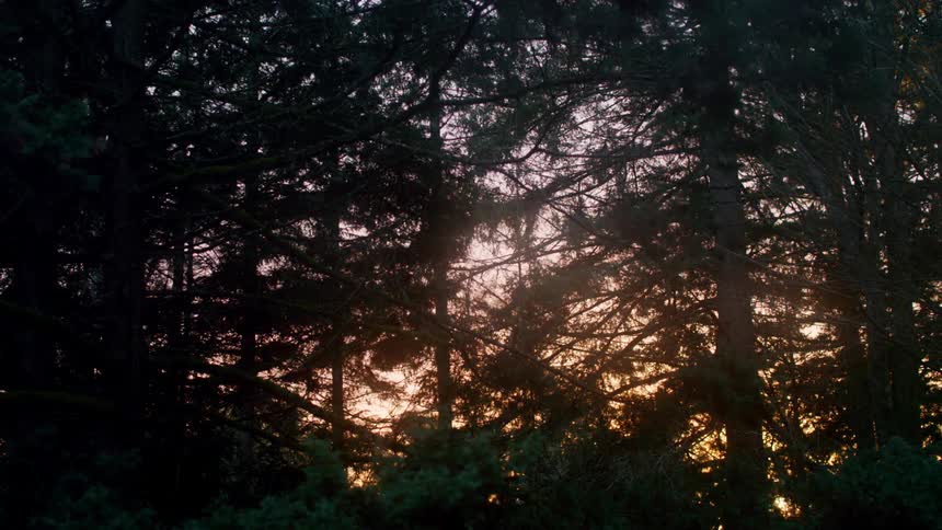 Sunlight filters through the tree branches in the forest at sunset