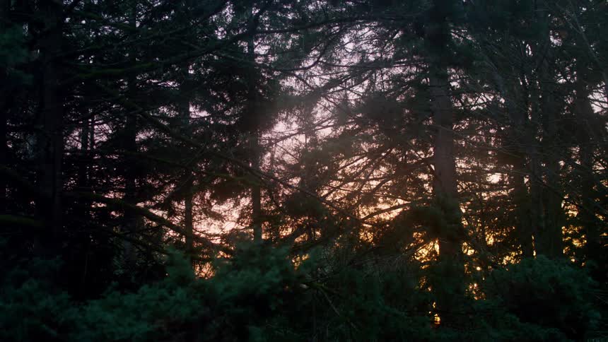 A view of trees in a forest is displayed