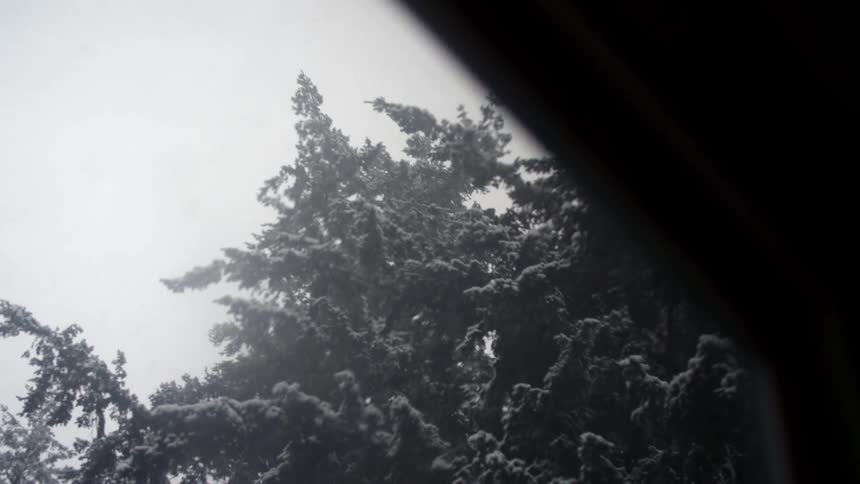 Snow falling on a gray cloudy day on a tree through a window