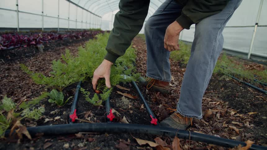 An elderly man bends over to check the soil around a plant in a narrow greenhouse during the day