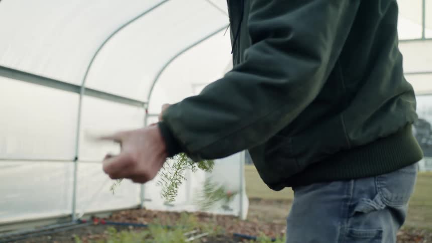 Farmer bends down to pick carrot inside large greenhouse