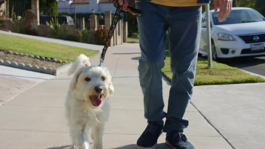 Man with a yellow t shirt and jeans walks a white dog on the sidewalk in the neighbourhood