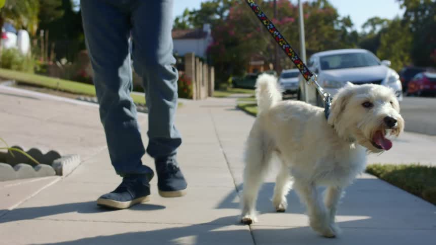 A man is walking his dog through a neighborhood