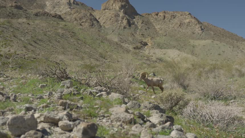 A ram walks through a rocky field below a stone mountain ridge on a sunny day