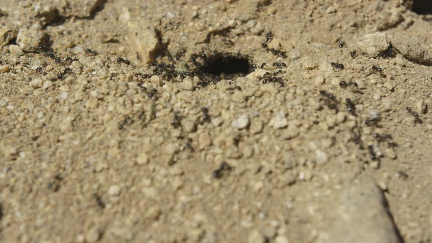 Black ants crawl in soil and form a hill