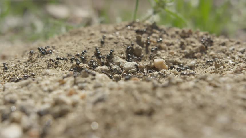 Colony of black ants crawling over a dirt mound