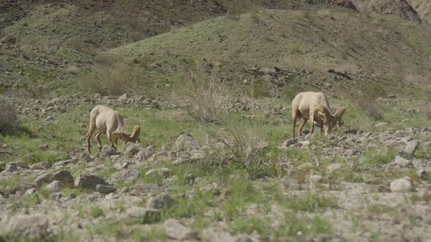 Wildlife grazing outdoors
