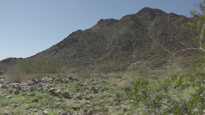 A ram walks across a rock strewn landscape at the base of a mountain