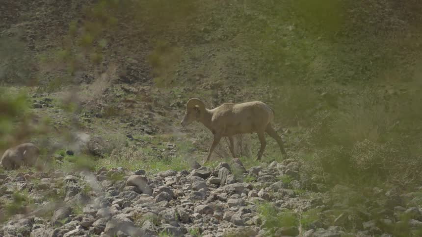 A animal is walking in its natural habitat
