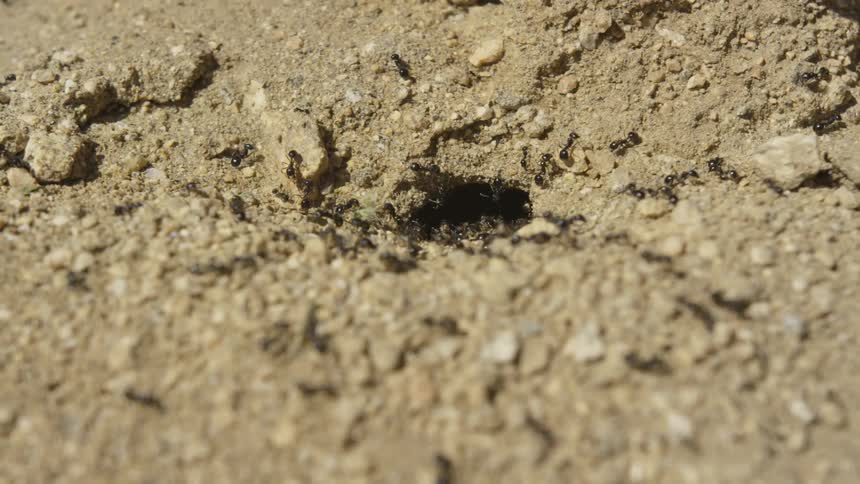 Ants swarming in to an anthill