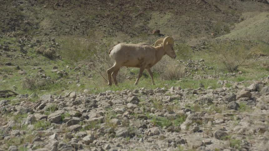 A ram walking on a mountainside