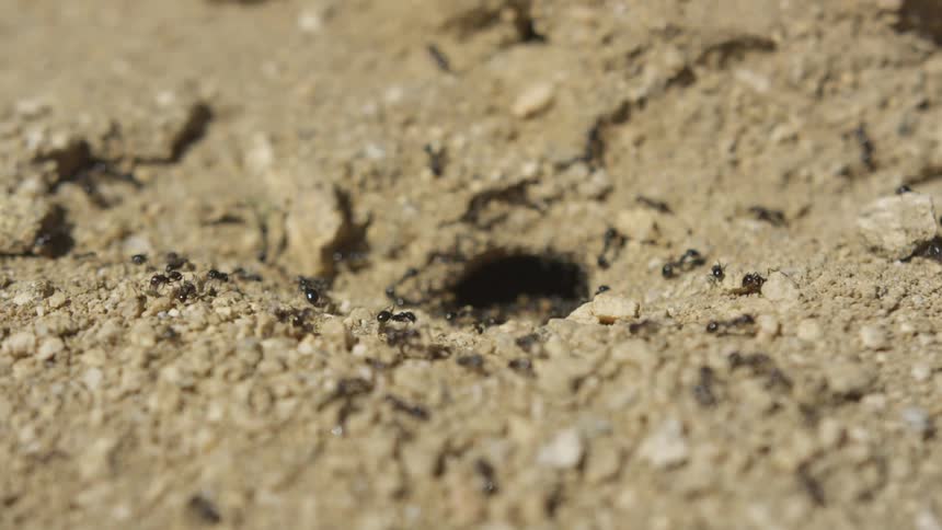 Ants crawling around on an ant hill