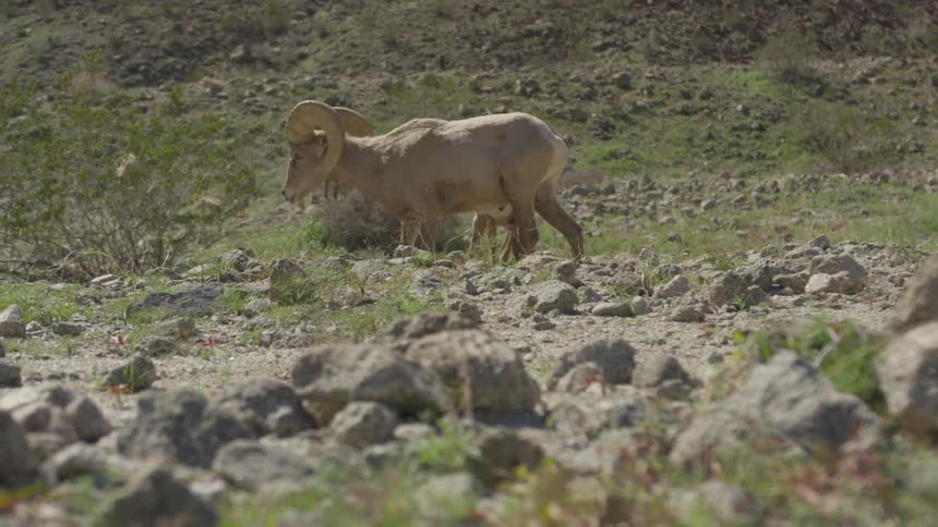 A small group of longhorned rams begin to walk along the rocky terrain in their habitat