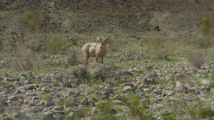 A ram is in its natural habitat