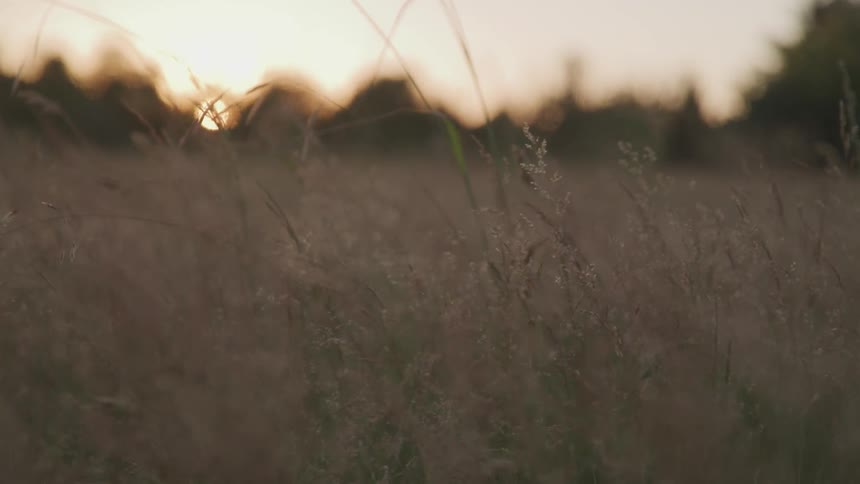 Grass sways in the wind in a field at sunset