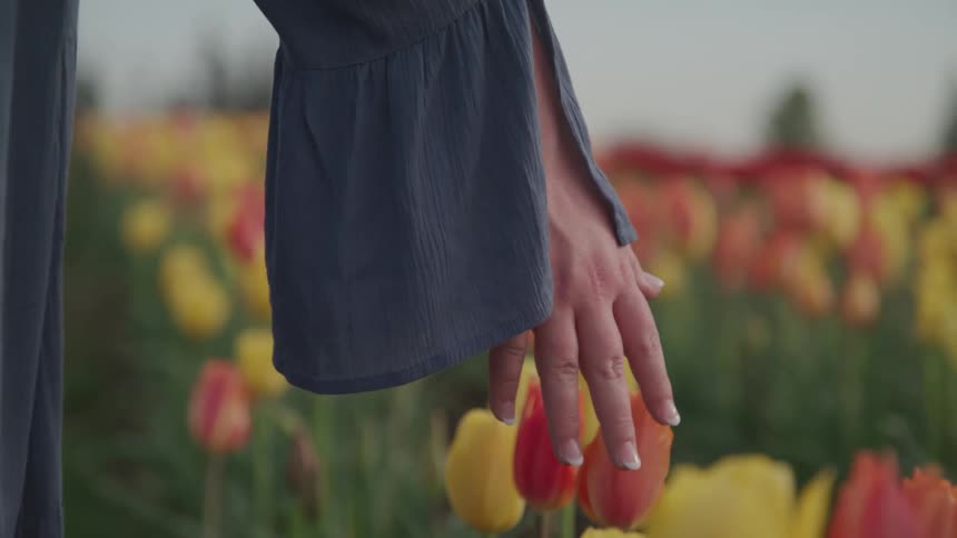A woman walks through a field of flowers and she lightly touches them as she passes by