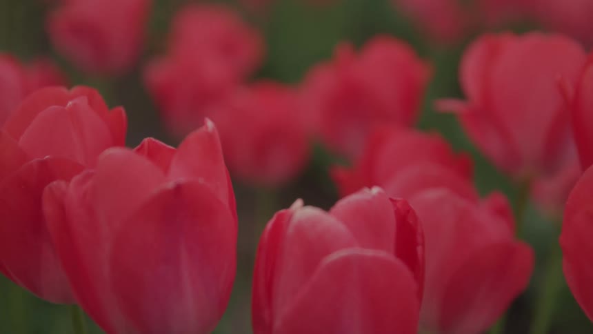 Flowers in a meadow are displayed