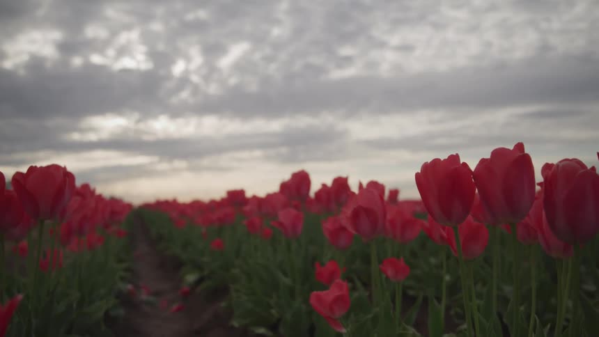 A field of red flowers under a cloudy daytime sky