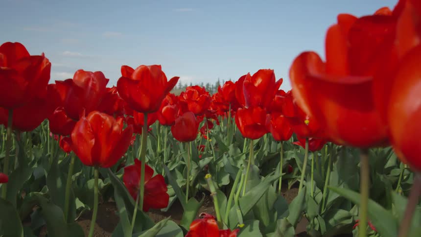 Rows of red tulips stretch toward the horizon