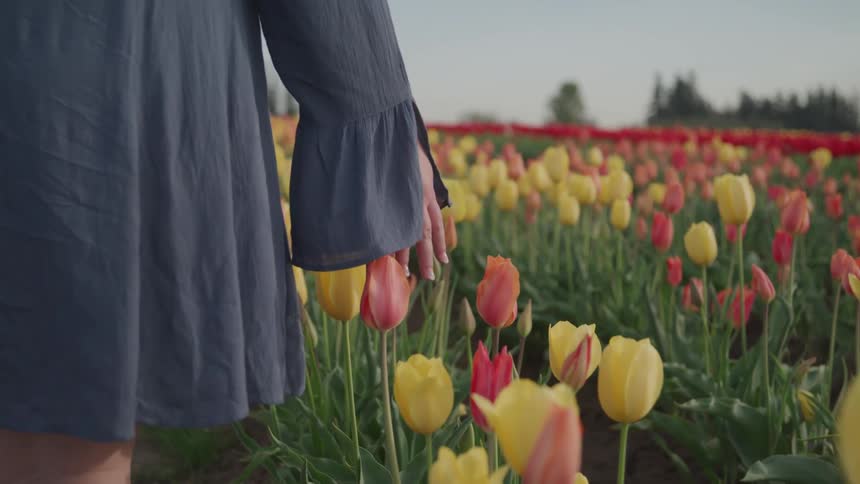A woman walks through a flower field and gently touches the flower blossoms