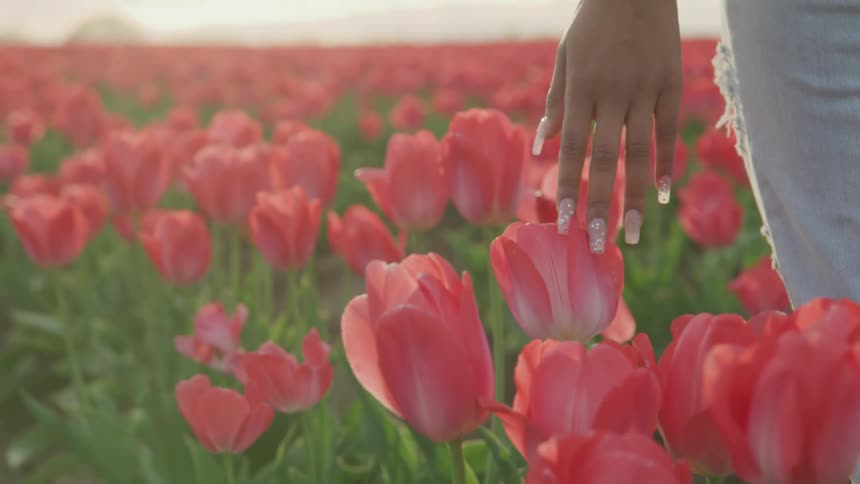 Hand brushing top of blooms while walking through a field of tulips