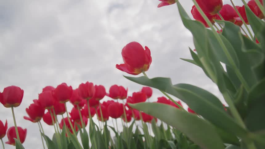 Flowers are displayed in a meadow
