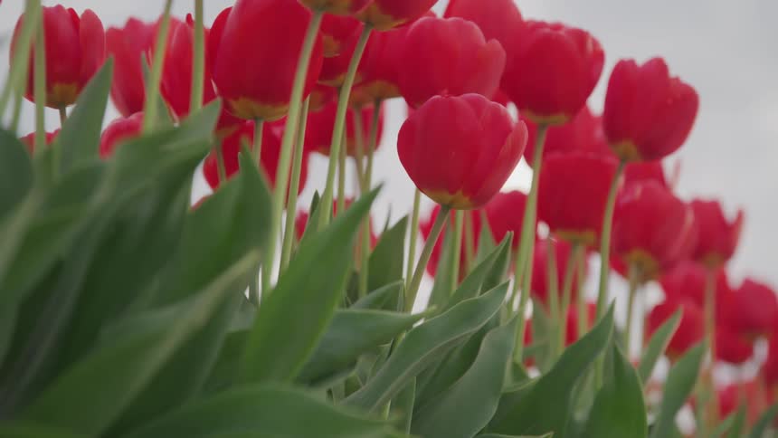 Red tulips sway in breeze under light blue sky