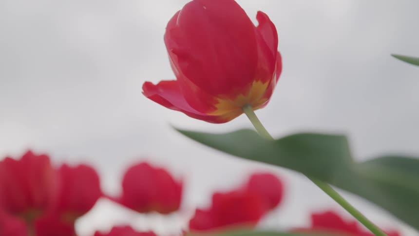 Red tulip moved by a gentle breeze in a field at day