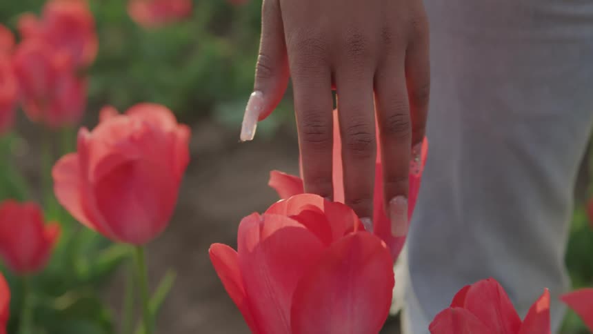 A woman with long artificial nails runs her hands along the top of pink tulips as she walks through a field