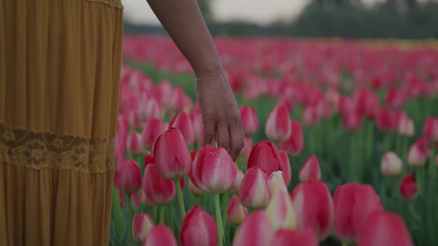A woman in a yellow skirt walking through a field of pink tulips on a spring day