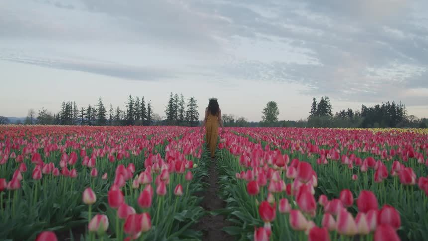 Young woman walks between rows of pink tulips on field