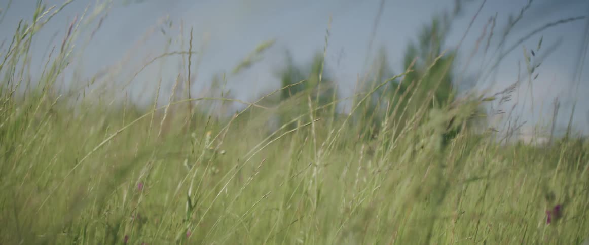 Grass in a field sways gently in the wind during the day
