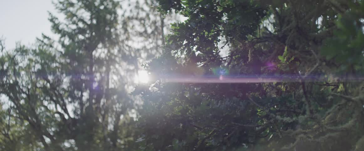 Sunlight shines through the foliage of trees on a sunny day