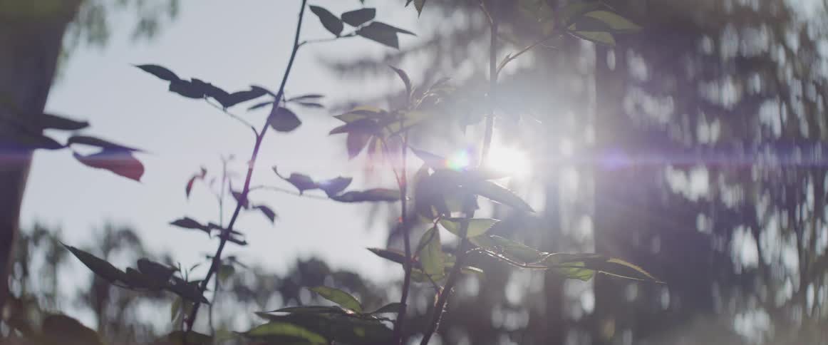 Plants and trees in the forest under sun light