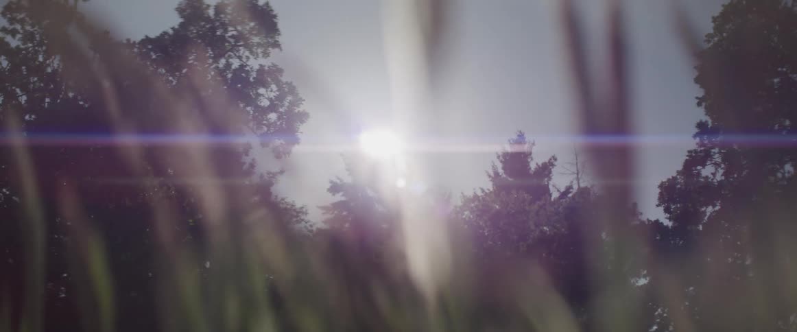 Grass sways in breeze in front of trees and sunlight