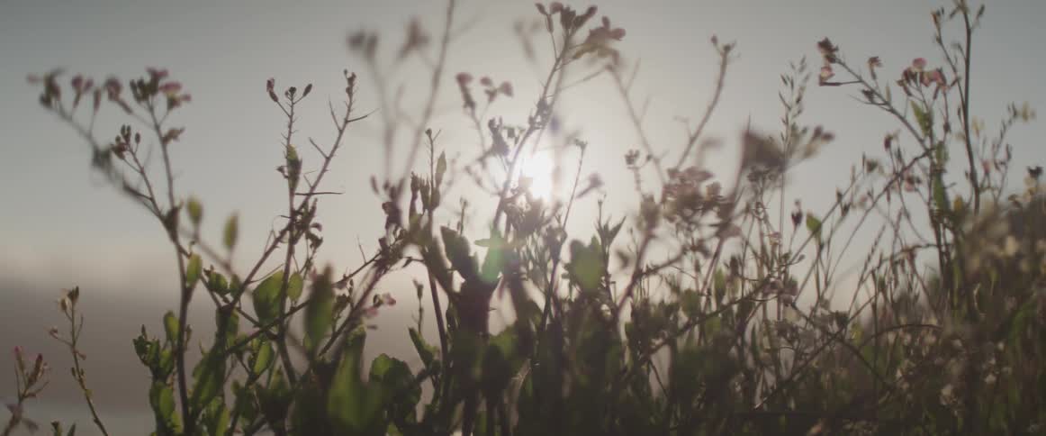 Plants with leaves and stems with the sky and clouds in the background