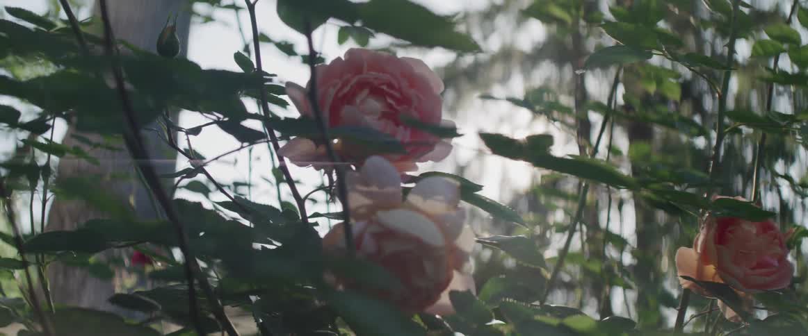 Roses blooming outside