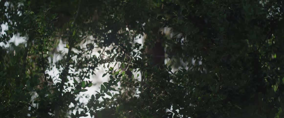 Bright sun and roof shows through thickly leafed tree branches