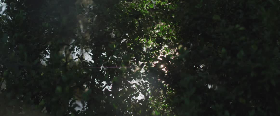 Tree branches are silhouetted against the sun rays