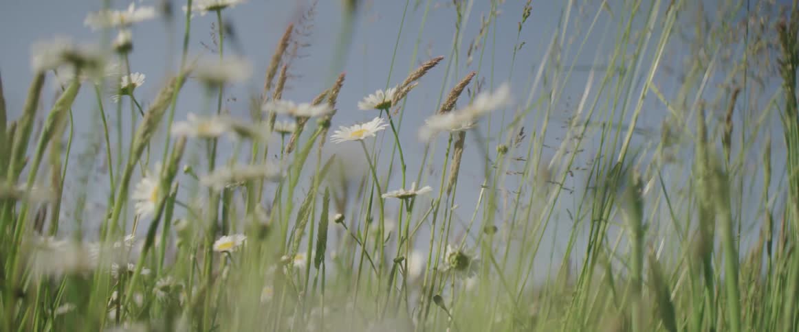 Daisies in tall grass sway in breeze