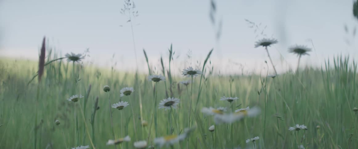 Flowers are shown in a grassland area