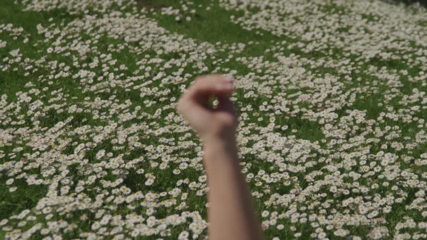 Close up of an extended hand moving its fingers in front of a field of white wild flowers